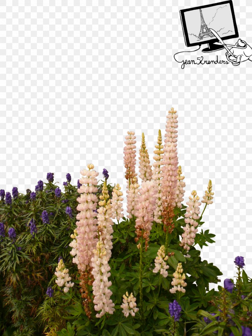 Wild Flowers, PNG, 1024x1365px, Lupine, English Lavender, Flora, Flower, Flowering Plant Download Free
