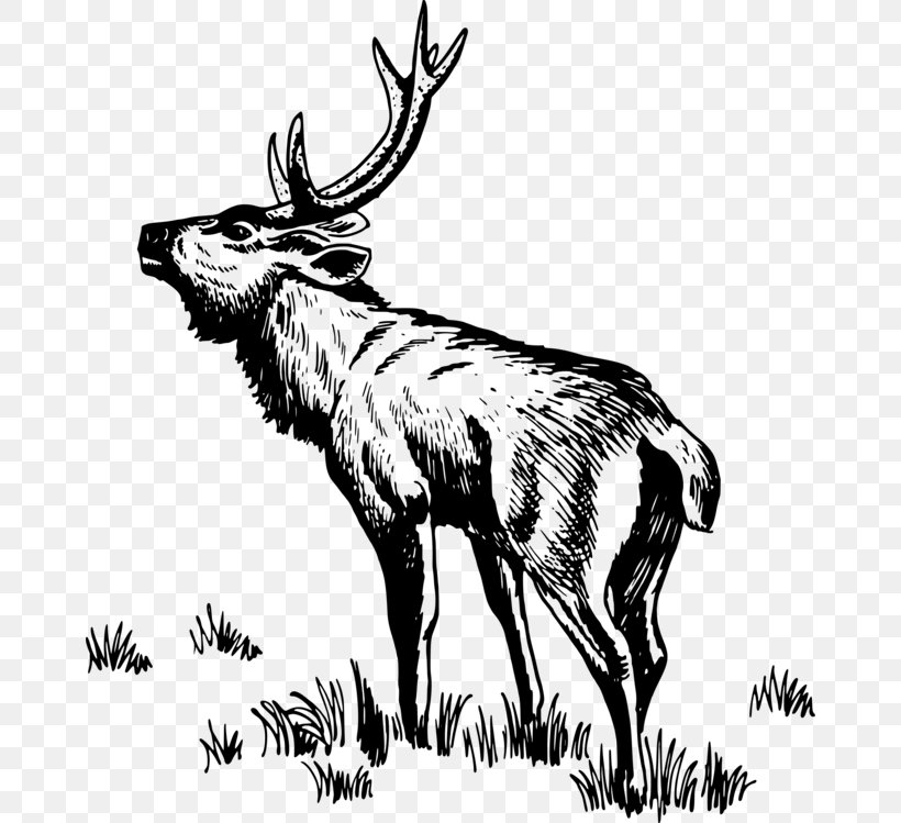 Book Drawing, PNG, 664x749px, Deer, Antelope, Antler, Barren Ground Caribou, Blackandwhite Download Free