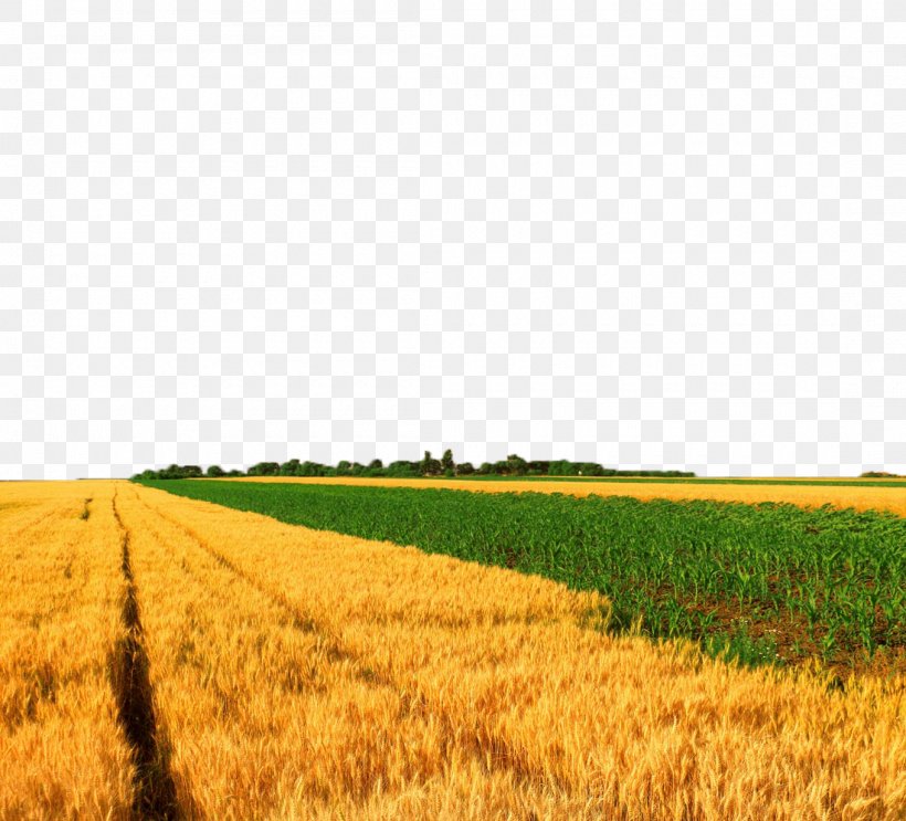 Crop Wheat Maize, PNG, 1100x998px, Crop, Agriculture, Commodity, Farm, Farmer Download Free