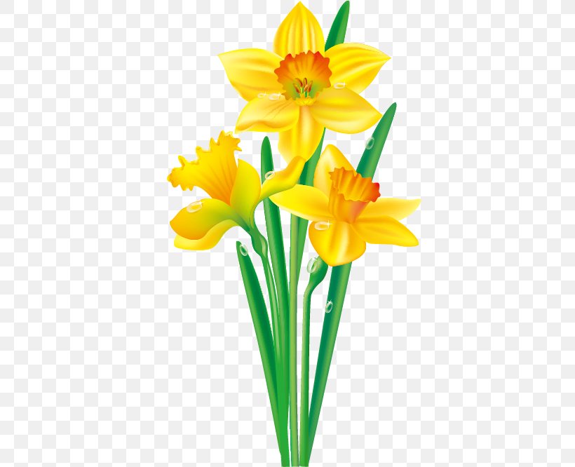 Daffodil Flower Drawing Clip Art, PNG, 382x666px, Daffodil, Amaryllis Family, Bulb, Cut Flowers, Drawing Download Free
