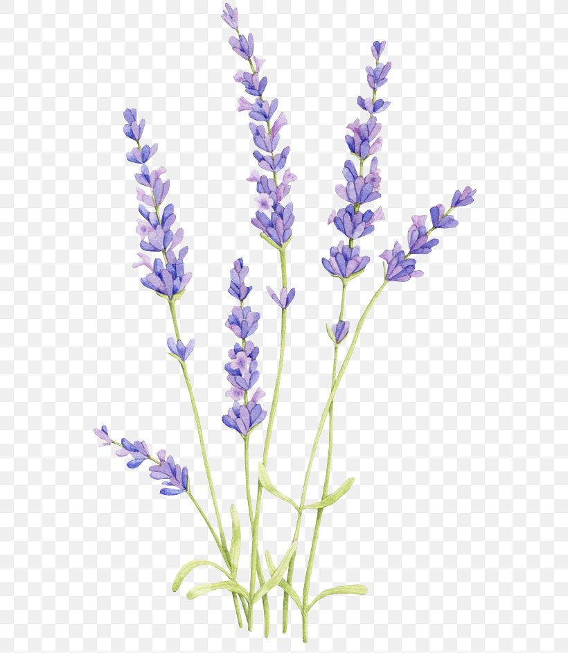 Drawing Watercolor Painting English Lavender Lavender Oil, PNG, 564x942px, Drawing, Art, Botanical Illustration, Broomrape, Delphinium Download Free