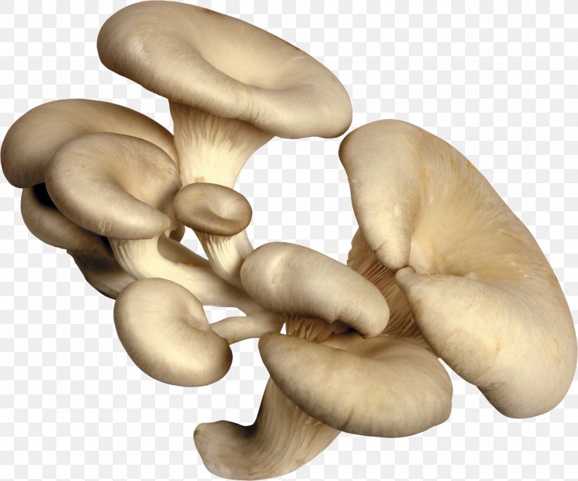 Fungus Oyster Mushroom Edible Mushroom Mycelium, PNG, 3000x2499px, Fungus, Agaricaceae, Agaricus, Agaricus Campestris, Aspen Mushroom Download Free