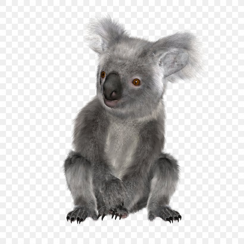 Osos Koala Australia Bear Squirrel, PNG, 1280x1280px, Koala, Animal, Australia, Bear, Carnivoran Download Free