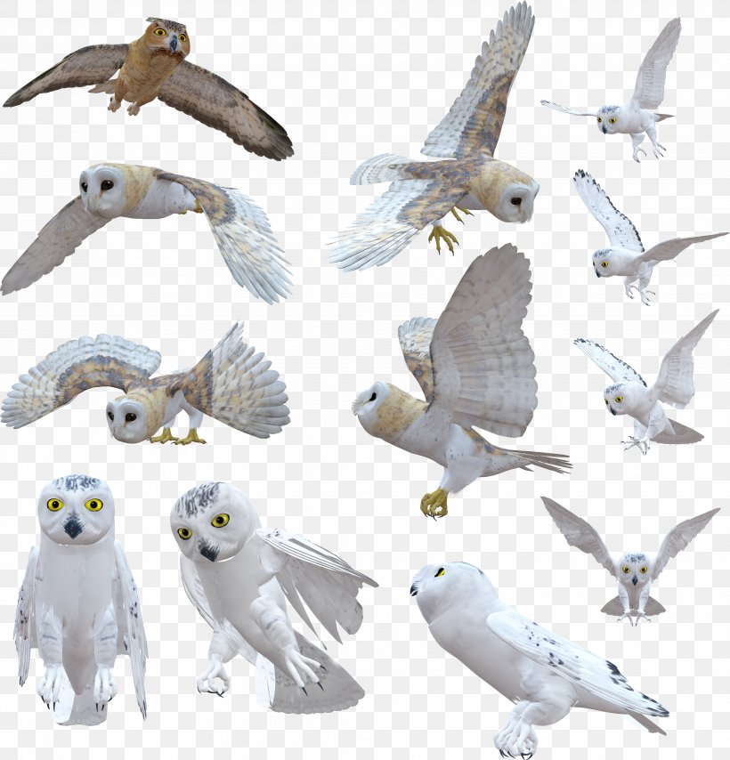 Owl Beak Feather Clip Art, PNG, 3668x3821px, 2017, Owl, Animal Figure, Beak, Bird Download Free