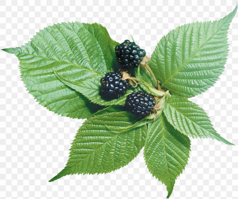 Blackberry Frutti Di Bosco Fruit Clip Art, PNG, 1705x1429px, Fruit, Berry, Bilberry, Blackberry, Blueberry Download Free