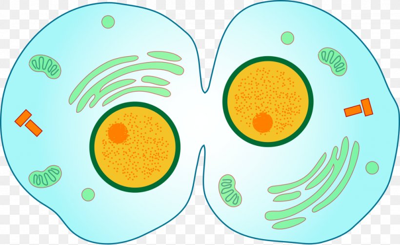 Cytokinesis Mitosis Cell Division Meiosis, PNG, 1024x628px, Cytokinesis, Anaphase, Area, Biology, Cell Download Free