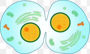 Meiosis Prophase Mitosis Cell Division Chromosome, PNG, 1600x1154px ...