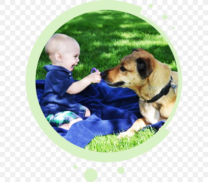 Dog Breed Pet Puppy Leash, PNG, 617x719px, Dog Breed, Castle Rock, Child, Denver, Dog Download Free