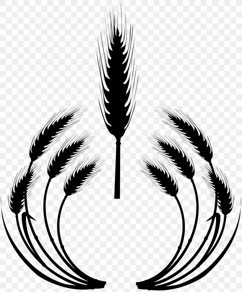 Ear Vector Graphics Cereal Clip Art Wheat, PNG, 5221x6312px, Ear, Agriculture, Barley, Blackandwhite, Caryopsis Download Free