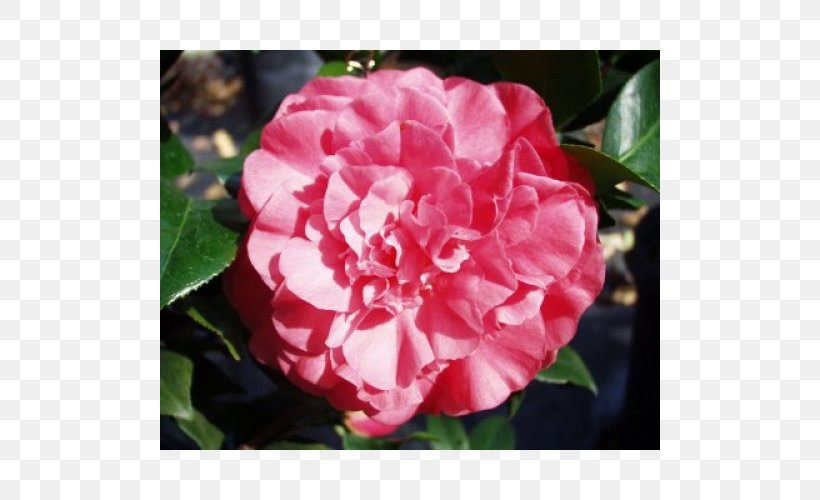 Floribunda Japanese Camellia Sasanqua Camellia Centifolia Roses Memorial Rose, PNG, 500x500px, Floribunda, Annual Plant, Camellia, Camellia Sasanqua, Centifolia Roses Download Free