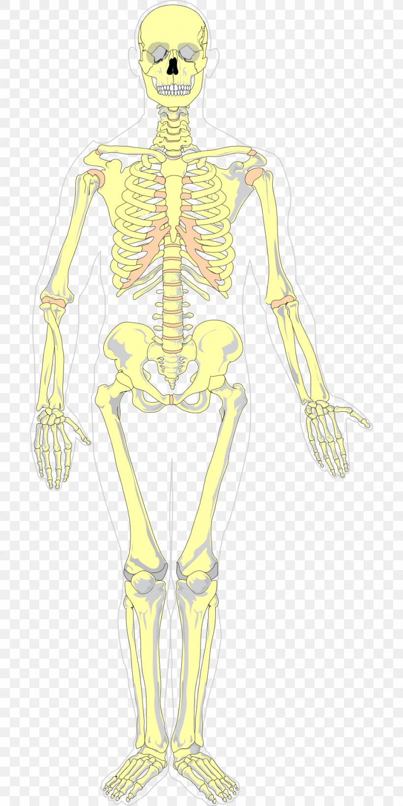 Human Skeleton Diagram Axial Skeleton Homo Sapiens, PNG, 960x1920px, Watercolor, Cartoon, Flower, Frame, Heart Download Free
