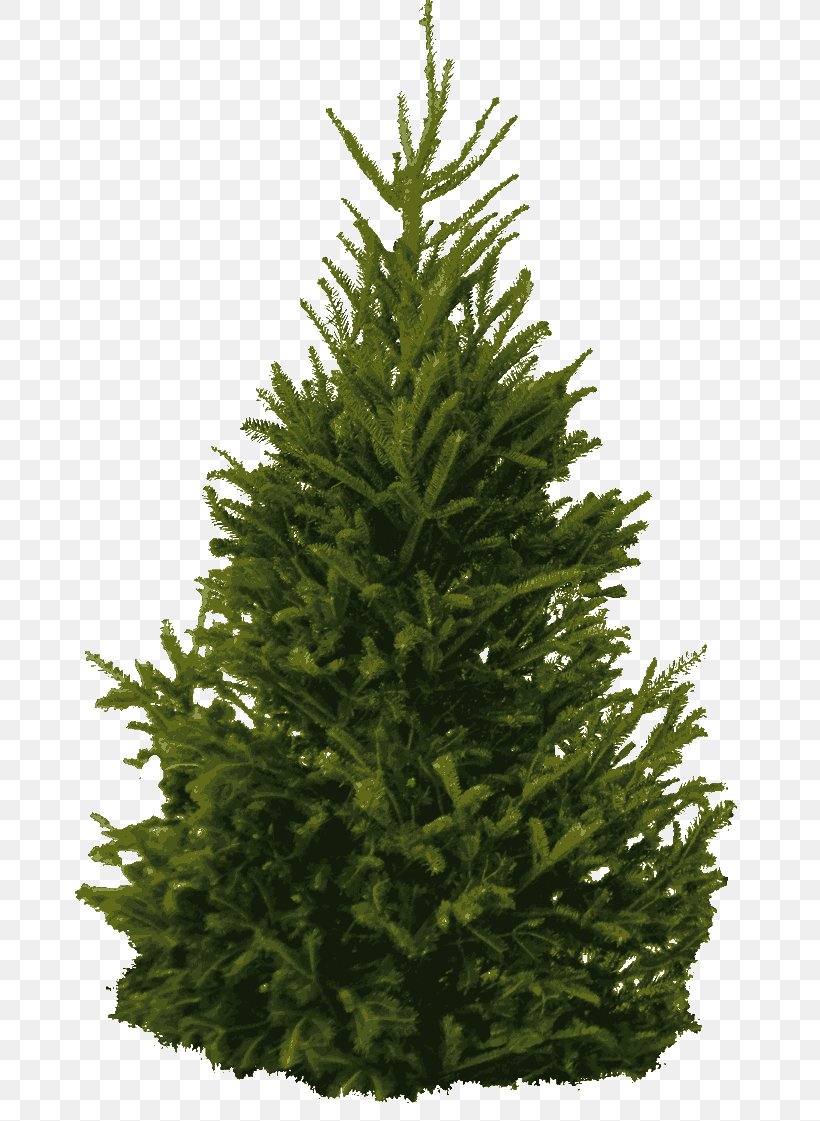 Pine Tree Clip Art, PNG, 700x1121px, Pine, Balsam Fir, Biome, Christmas Decoration, Christmas Tree Download Free