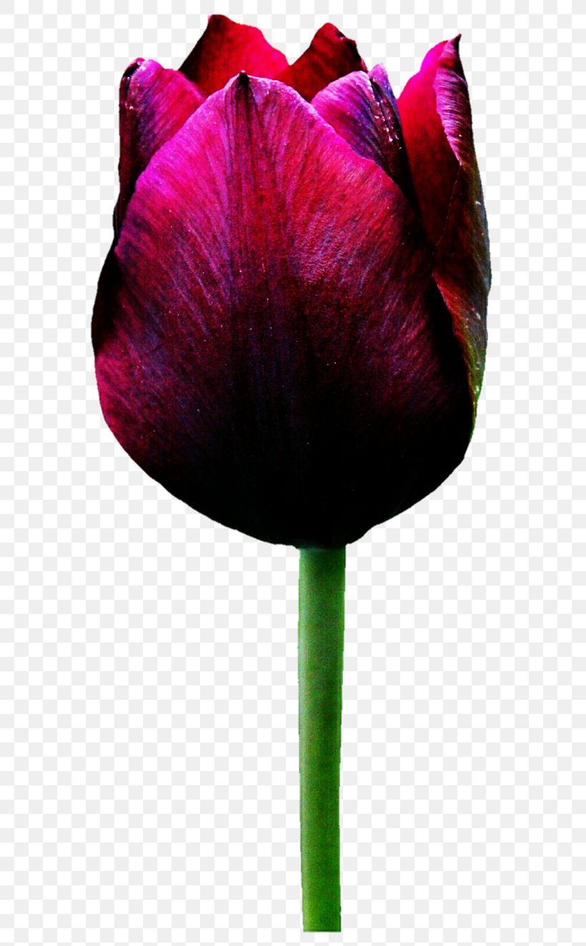 Tulip Flower Rose, PNG, 603x1325px, Tulip, Bud, Color, Flower, Flowering Plant Download Free
