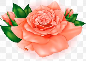 Peach Flowers - Best Roses Orange Clip Art PNG