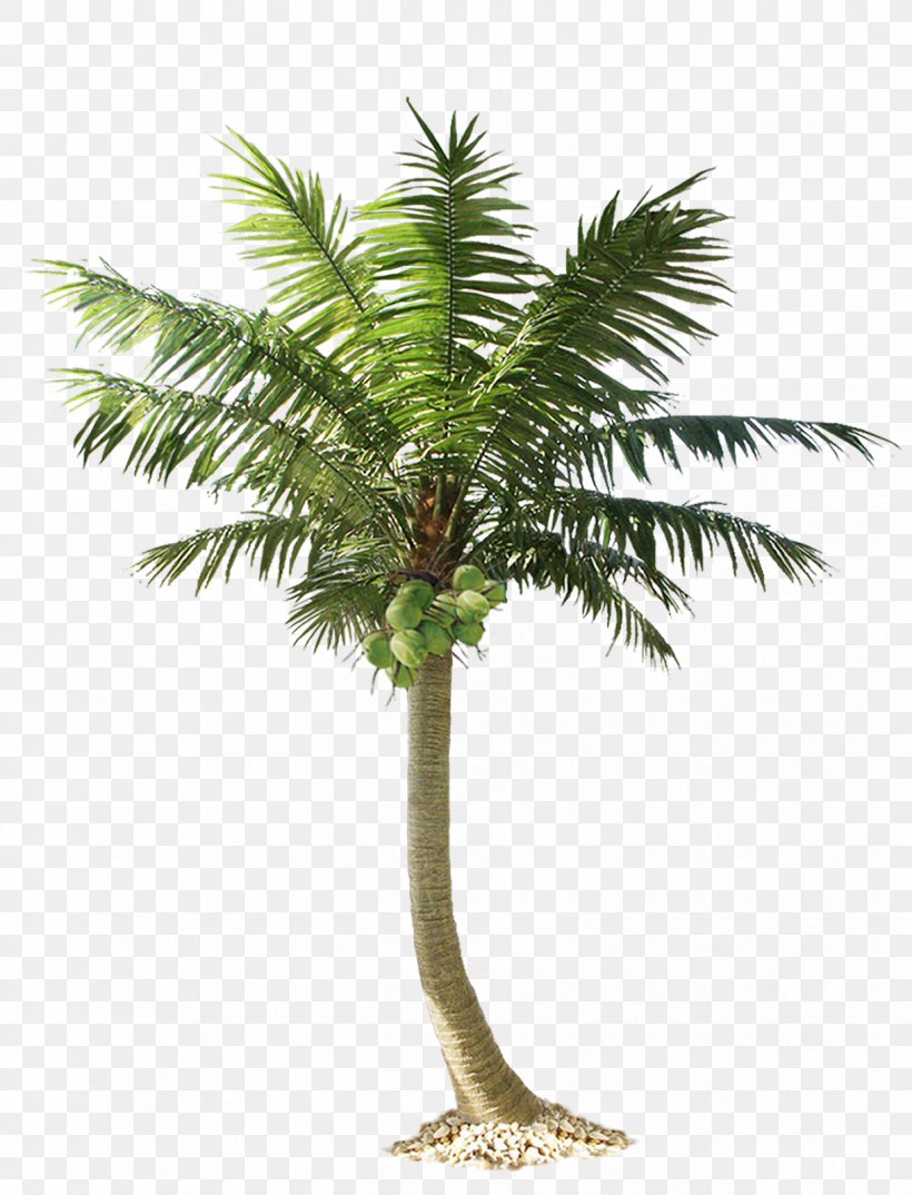 Date Palm, PNG, 1221x1600px, Arecaceae, Areca Palm, Arecales, Attalea Speciosa, Borassus Flabellifer Download Free