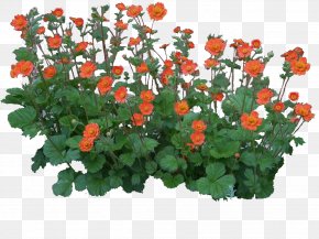 Flower - Flower Garden Shrub Flower Garden Landscape Architecture PNG