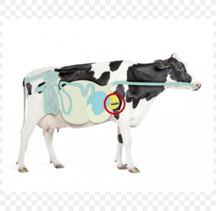 Holstein Friesian Cattle Simmental Cattle Fleckvieh Dairy Cattle Milk, PNG, 800x800px, Holstein Friesian Cattle, Advertising, Alamy, Cattle, Cattle Like Mammal Download Free