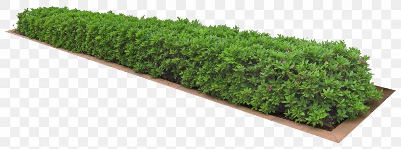 A Clump Of Grass - Plant 3D Computer Graphics Icon PNG