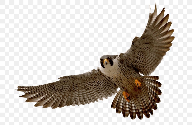 Peregrine Falcon Clip Art Image, PNG, 800x533px, Falcon, Beak, Bird, Bird Of Prey, Buzzard Download Free