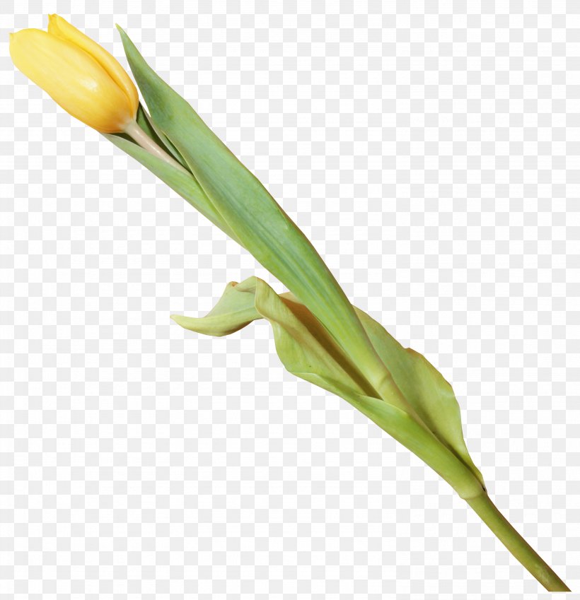 Flower Tulip, PNG, 2968x3076px, Flower, Albom, Author, Denizbank, Grass Download Free