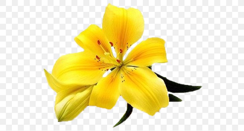 Lilium Stock Photography Flower Clip Art, PNG, 568x441px, Lilium, Arumlily, Blume, Calla Lily, Cut Flowers Download Free
