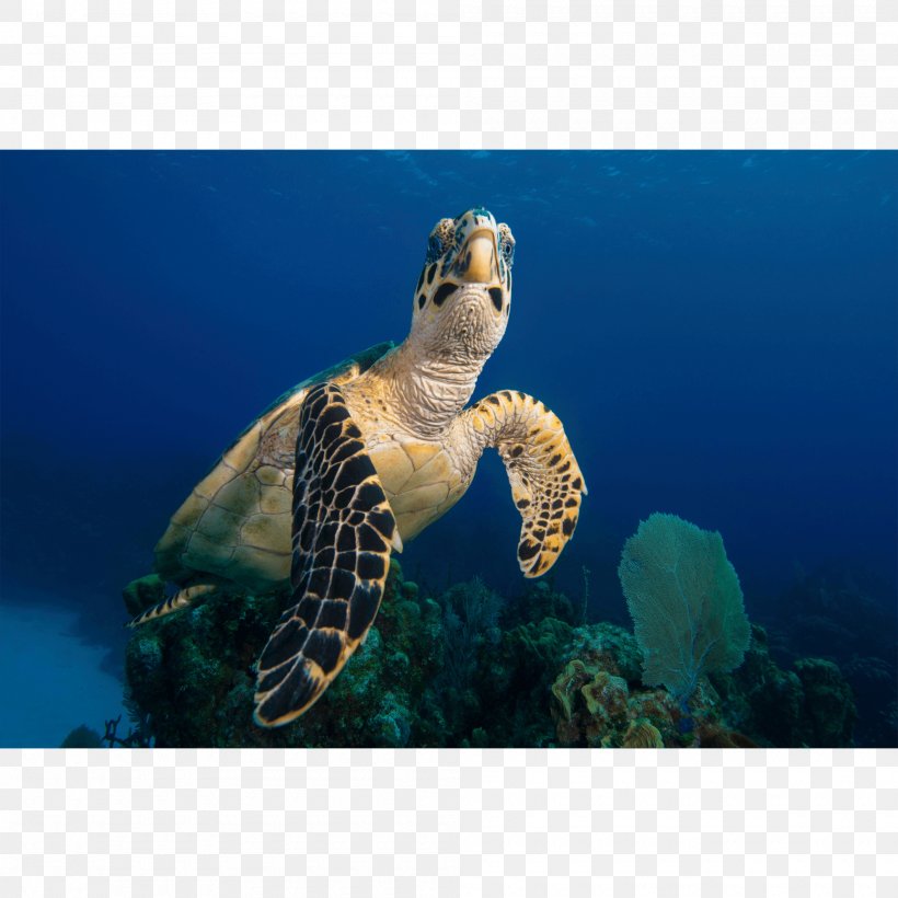 Loggerhead Sea Turtle Canvas Print Printing Photography, PNG, 2000x2000px, Loggerhead Sea Turtle, Canvas, Canvas Print, Caribbean Reef Shark, Emydidae Download Free