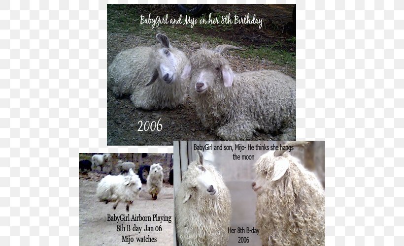 Sheep Goat Birthday Gift Dog, PNG, 500x500px, Sheep, Birthday, Com, Cow Goat Family, Dog Download Free