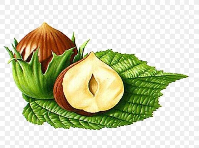 Almond Apricot Kernel Illustration, PNG, 855x638px, Almond, Apricot Kernel, Cartoon, Food, Fruit Download Free