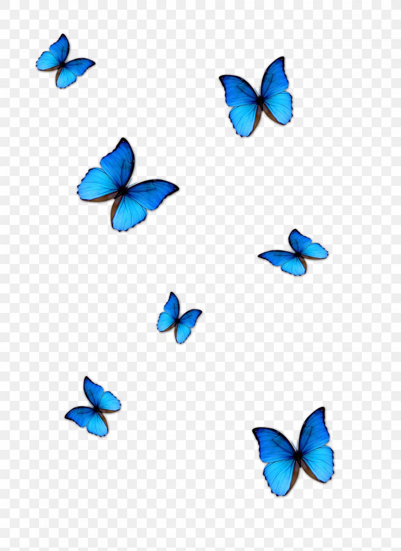Butterfly Blue Phengaris Alcon, PNG, 2909x4000px, Butterfly, Aqua, Azure, Blue, Butterflies And Moths Download Free