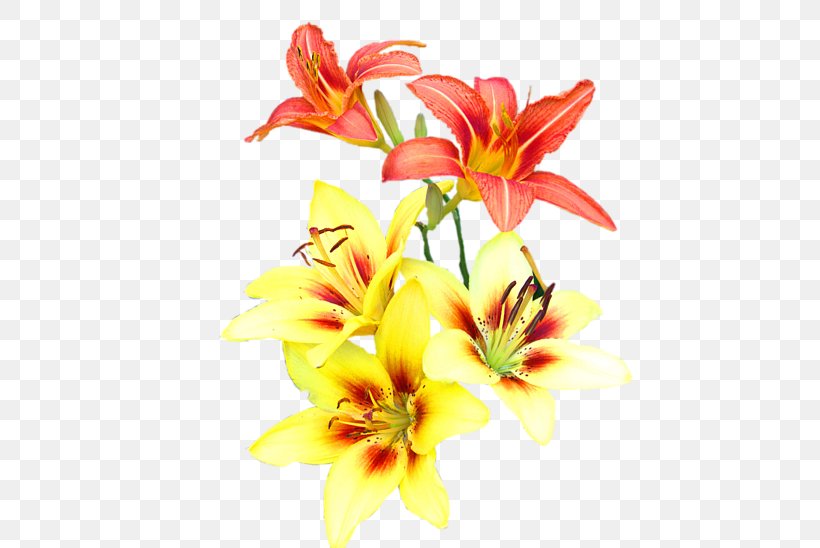 Floral Design Cut Flowers Plant Stem, PNG, 600x548px, Floral Design, Cut Flowers, Daylily, Floristry, Flower Download Free