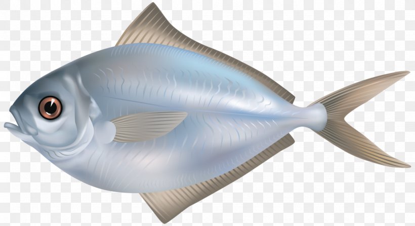 Freshwater Fish Food Saltwater Fish Clip Art, PNG, 1024x557px, Fish, Carp, Fauna, Fin, Fish Fin Download Free