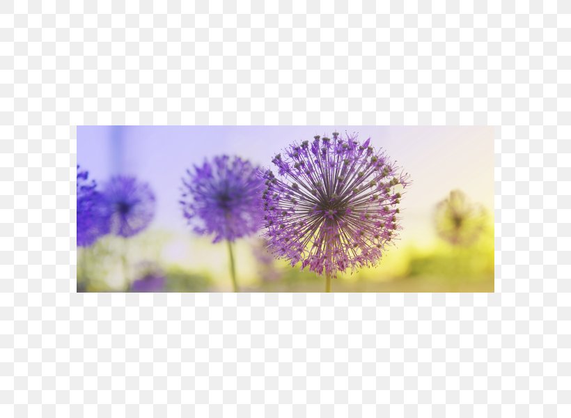 JA Zu Mir.Trauma Und Seelisches Wachstum. Germany Giant Allium Stock Photography, PNG, 600x600px, Germany, Allium, Bulb, Concept, Flower Download Free