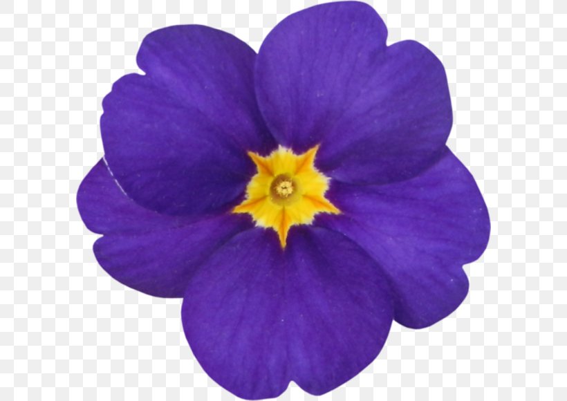 Primrose, PNG, 600x580px, Primrose, Flower, Flowering Plant, Magenta, Petal Download Free