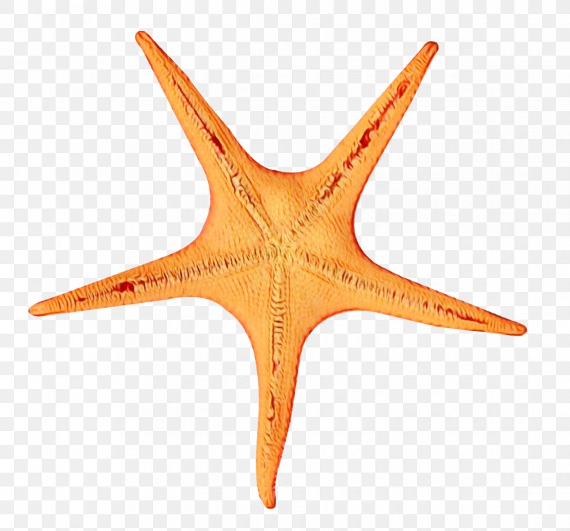 Star Cartoon, PNG, 1220x1138px, Starfish, Aquarium, Fish, Orange, Star Download Free