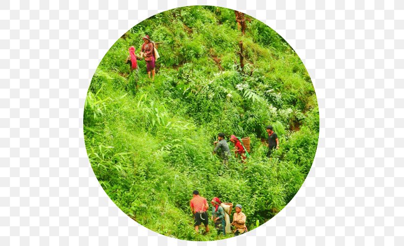 Vegetation Eden Reforestation Projects Plant Community Jhapa District, PNG, 500x500px, Vegetation, Biodiversity, Ecosystem, Eden Reforestation Projects, Forest Download Free