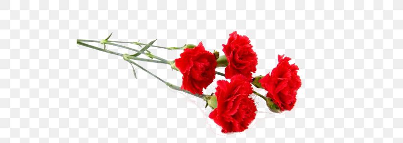 Carnation Stock Photography Flower Red, PNG, 567x291px, Carnation, Artificial Flower, Cut Flowers, Floral Design, Floristry Download Free