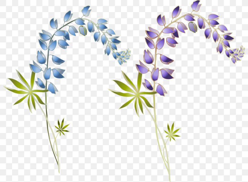 Floral Design Flower Lilac Syzygium Aromaticum, PNG, 800x602px, Floral Design, Branch, Cartoon, Flora, Floristry Download Free