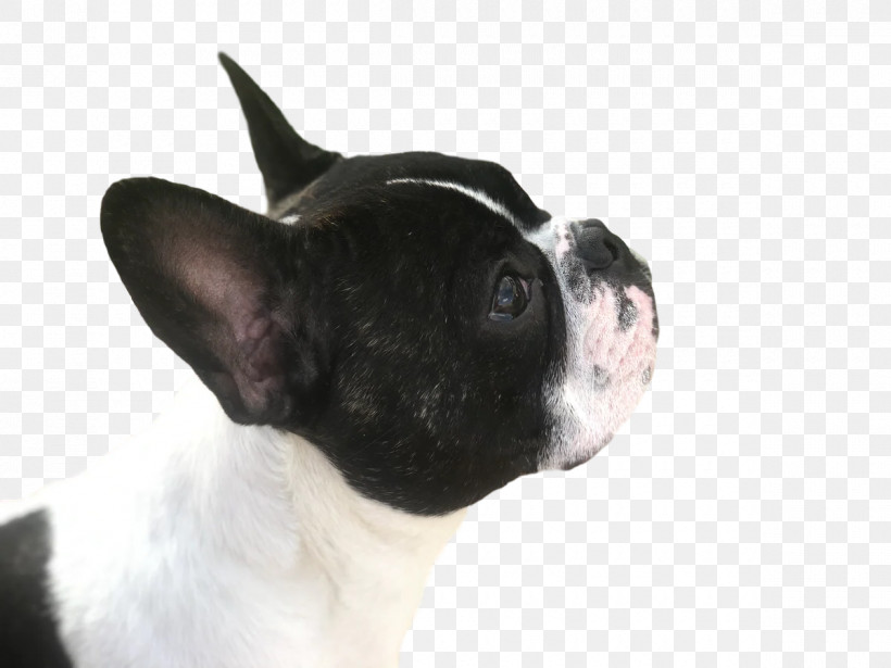 French Bulldog, PNG, 1200x900px, Boston Terrier, Breed, Bulldog, Collar, Dog Download Free