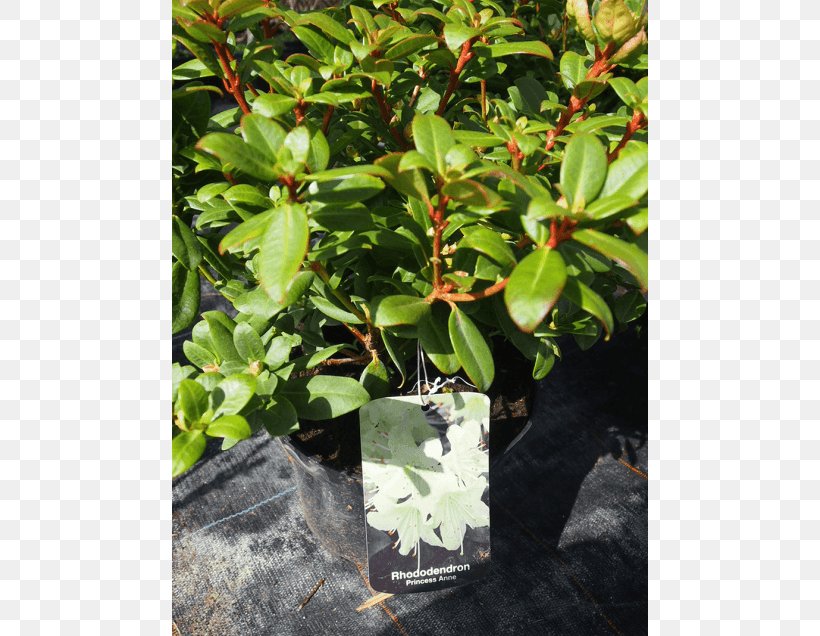 Leaf Flowerpot Tree Houseplant Evergreen, PNG, 560x636px, Leaf, Evergreen, Flowerpot, Herb, Houseplant Download Free