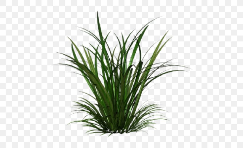 Ornamental Grass Grasses Clip Art, PNG, 500x500px, Ornamental Grass, Aquarium Decor, Chrysopogon Zizanioides, Evergreen, Grass Download Free