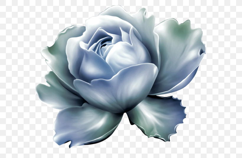 Rose, PNG, 600x535px, White, Blue, Echeveria, Flower, Petal Download Free