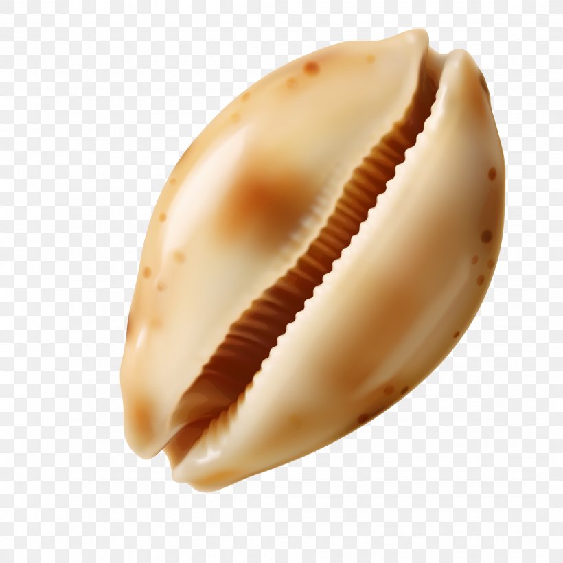 Conch Sea Snail Seashell, PNG, 2144x2144px, Conch, Clam, Clams Oysters Mussels And Scallops, Cockle, Computer Graphics Download Free