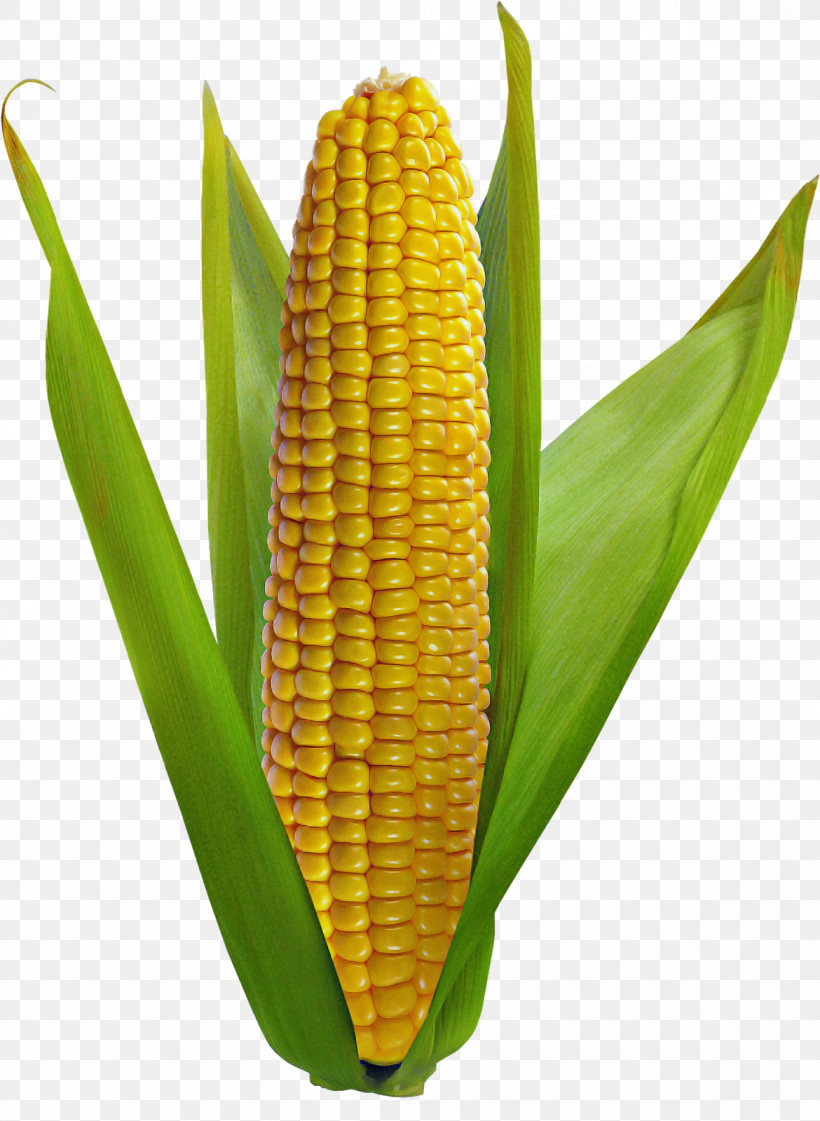 Corn On The Cob Sweet Corn Vegetarian Cuisine Corn Kernel Grain, PNG, 1170x1600px, Corn On The Cob, Commodity, Corn Kernel, Grain, Sweet Corn Download Free