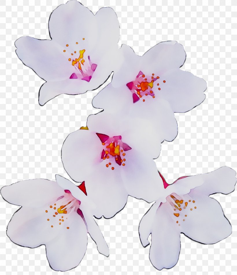 Moth Orchids ST.AU.150 MIN.V.UNC.NR AD Cut Flowers Cherry Blossom, PNG, 1098x1276px, Moth Orchids, Blossom, Botany, Cherries, Cherry Blossom Download Free