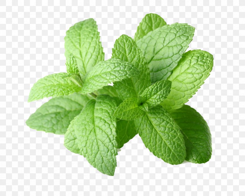 Peppermint Mentha Arvensis Mentha Spicata Essential Oil, PNG, 1000x800px, Peppermint, Aromatherapy, Basil, Carrier Oil, Essential Oil Download Free