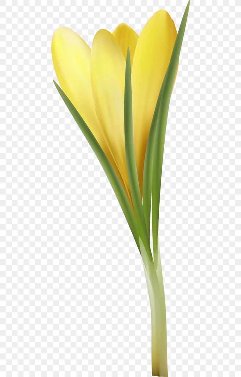 Tulip Cut Flowers Plant Stem Petal Flowerpot, PNG, 472x1280px, Tulip, Closeup, Cut Flowers, Flower, Flowering Plant Download Free