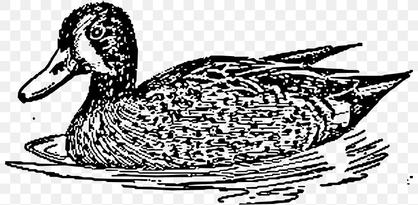 Mallard Goose Duck American Pekin Clip Art, PNG, 800x402px, Mallard, American Black Duck, American Pekin, Anseriformes, Art Download Free