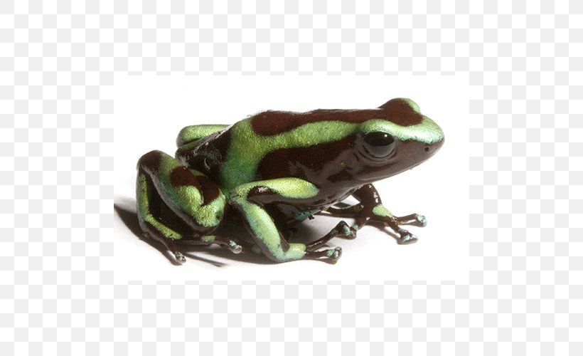 True Frog Tree Frog Toad Terrestrial Animal, PNG, 500x500px, True Frog, Amphibian, Animal, Frog, Organism Download Free