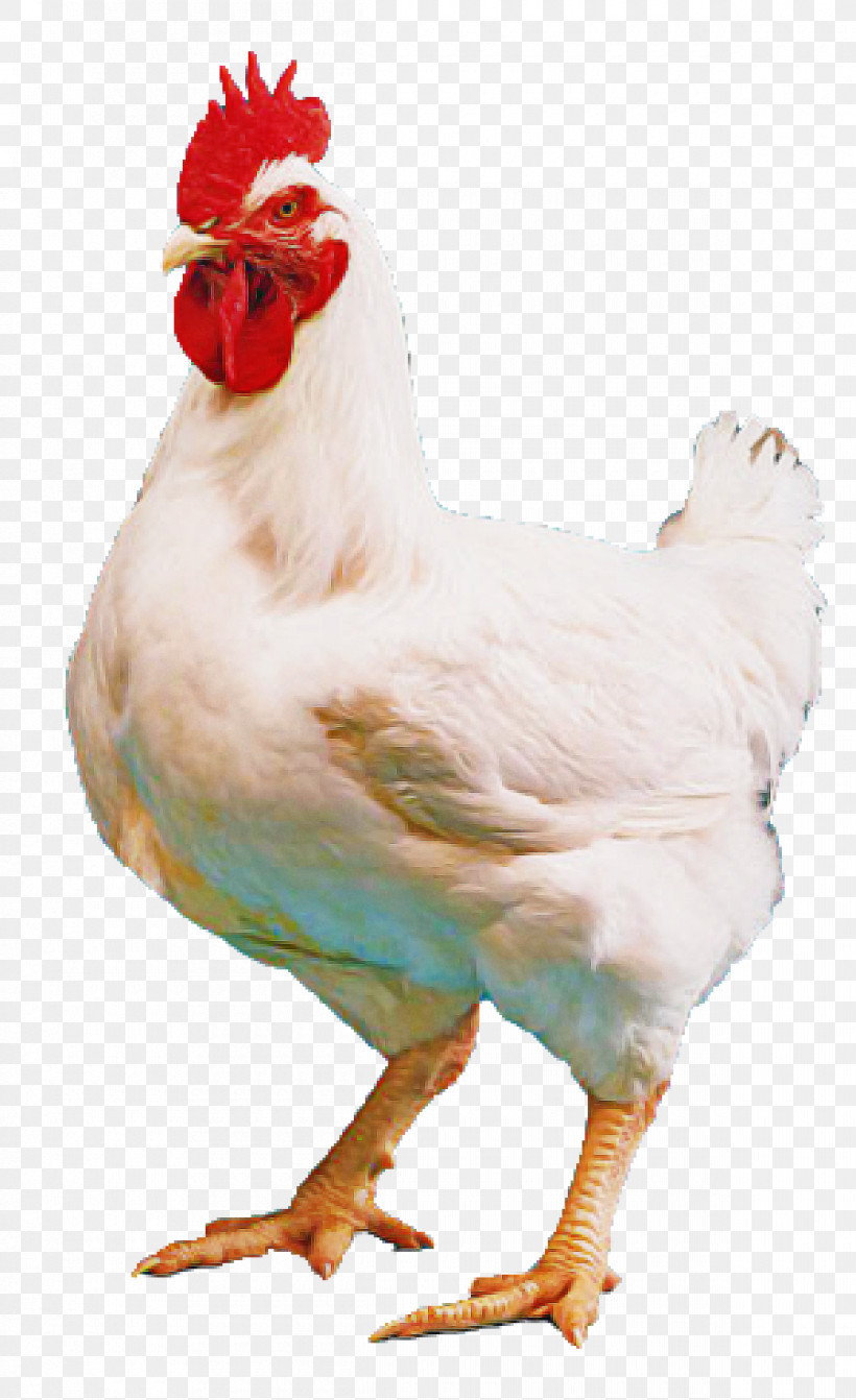 Bird Chicken Rooster Beak Comb, PNG, 1200x1964px, Bird, Beak, Chicken, Comb, Fowl Download Free