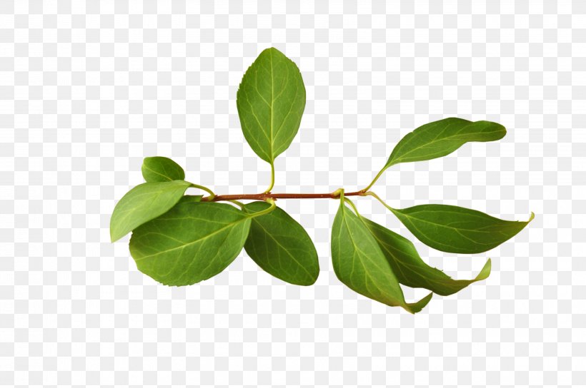Branch Leaf, PNG, 3216x2136px, Branch, Element, Gratis, Green, Leaf Download Free